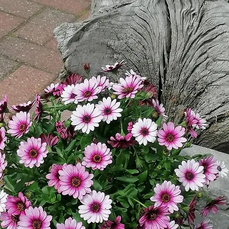 Fam. M.lehmann * Heringsdorf (Usedom)